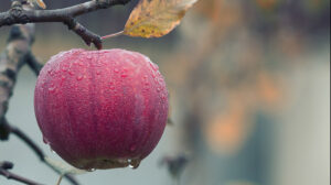 Van insuline kun je doodziek worden